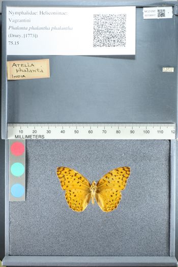 Media type: image;   Entomology 158917